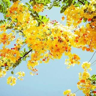 Flowers aesthetic computer wallpaper