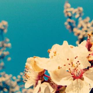 Flowers aesthetic computer wallpaper