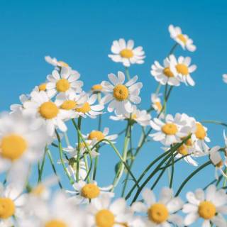 Flowers aesthetic computer wallpaper