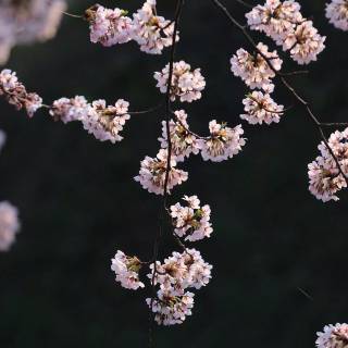 Flowers aesthetic computer wallpaper