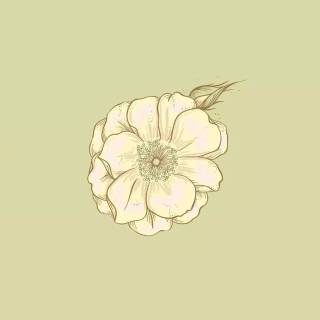 Flowers aesthetic computer wallpaper