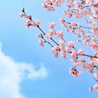 Flowers aesthetic computer wallpaper