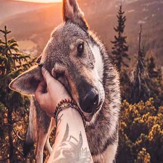 Husky and German Shepherd wallpaper