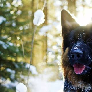 Husky and German Shepherd wallpaper