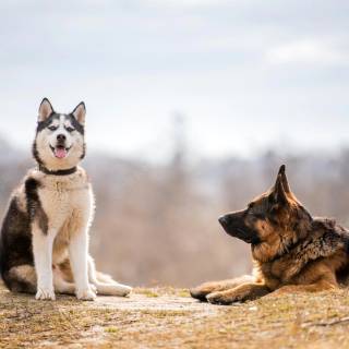 Husky and German Shepherd wallpaper