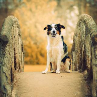 Husky and German Shepherd wallpaper