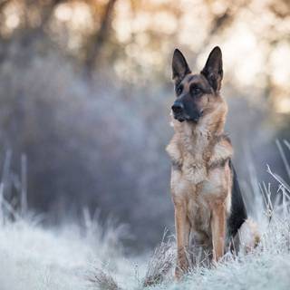 Husky and German Shepherd wallpaper