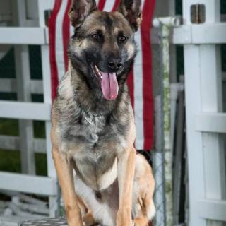 Husky and German Shepherd wallpaper