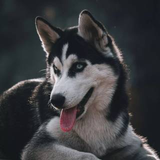 Husky and German Shepherd wallpaper