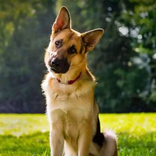 Husky and German Shepherd wallpaper