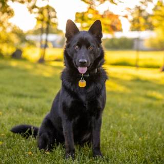 Husky and German Shepherd wallpaper