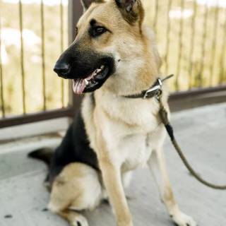 Husky and German Shepherd wallpaper