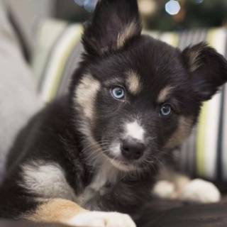 Husky and German Shepherd wallpaper