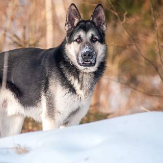 Husky and German Shepherd wallpaper