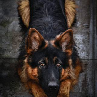 Husky and German Shepherd wallpaper