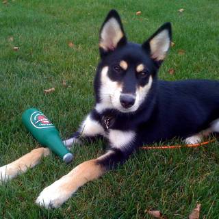 Husky and German Shepherd wallpaper