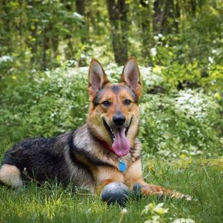 Husky and German Shepherd wallpaper