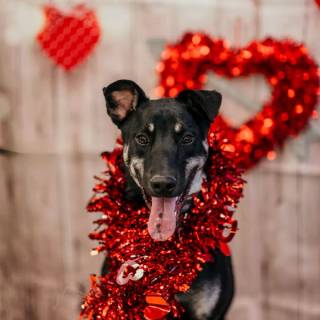 Husky and German Shepherd wallpaper