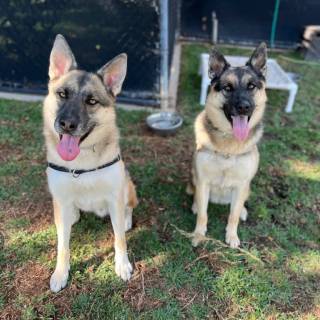 Husky and German Shepherd wallpaper