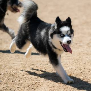 Husky and German Shepherd wallpaper