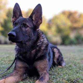 Husky and German Shepherd wallpaper