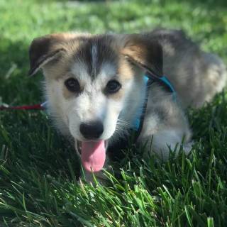 Husky and German Shepherd wallpaper