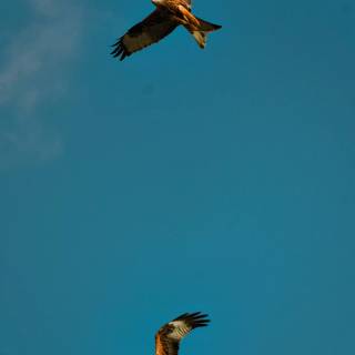 Red kite wallpaper