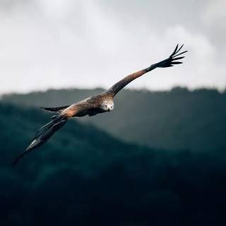 Red kite wallpaper