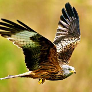 Red kite wallpaper