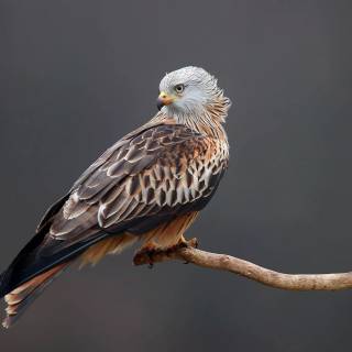 Red kite wallpaper