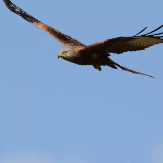 Red kite wallpaper