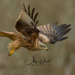 Red kite wallpaper