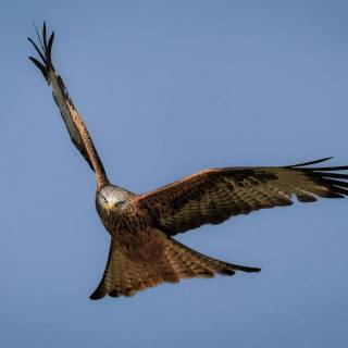 Red kite wallpaper