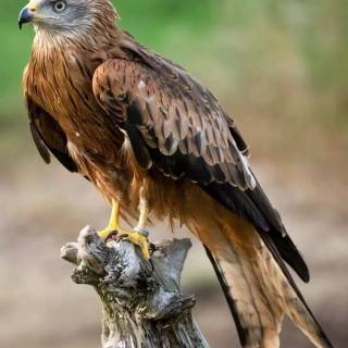 Red kite wallpaper