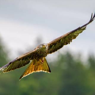 Red kite wallpaper