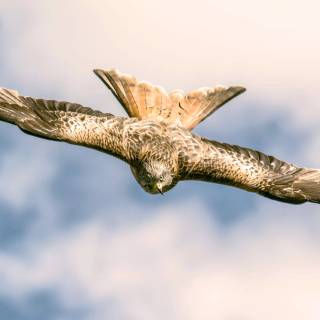 Red kite wallpaper
