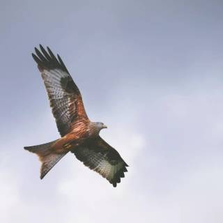 Red kite wallpaper