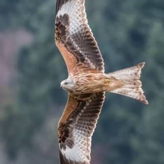 Red kite wallpaper