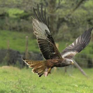 Red kite wallpaper
