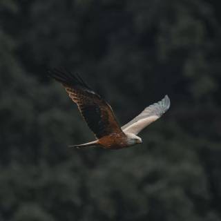 Red kite wallpaper