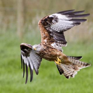 Red kite wallpaper