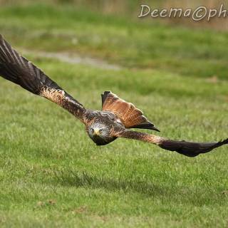 Red kite wallpaper