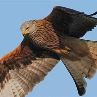 Red kite wallpaper