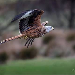 Red kite wallpaper