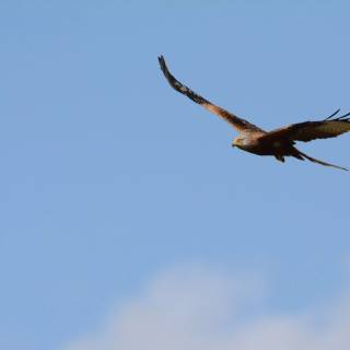 Red kite wallpaper