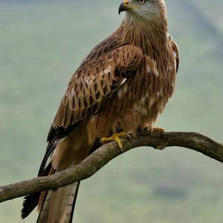 Red kite wallpaper