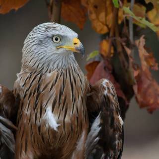 Red kite wallpaper
