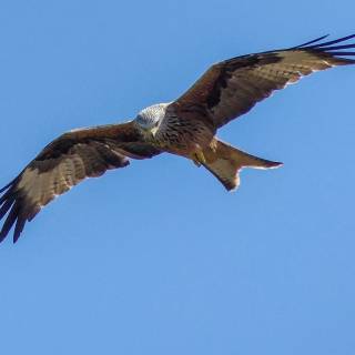 Red kite wallpaper