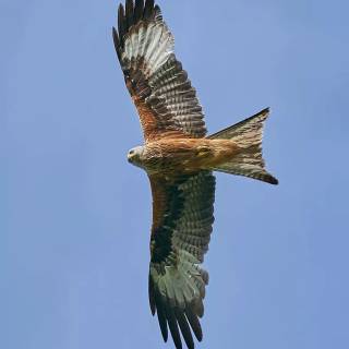 Red kite wallpaper