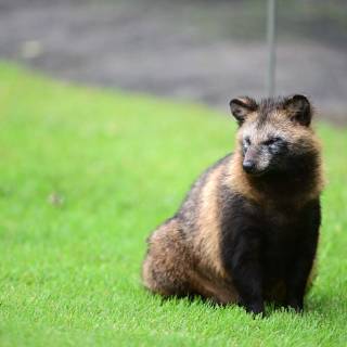 Common raccoon dog wallpaper